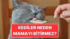 Kediler Neden Mamalarını Yarım Bırakır?