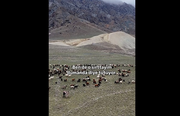 Çoban köpekleri işsiz kaldı.