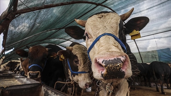 Kurban Bayramı Ne Zaman?