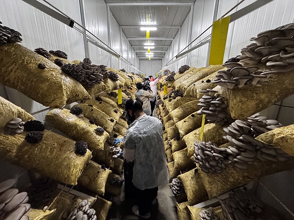 Mantar üretiminin zorlu ancak bir o kadar da mutluluk verici bir süreç olduğunu vurgulayan Salih Günaydın, gelecek planlarını ise şu sözlerle anlattı: