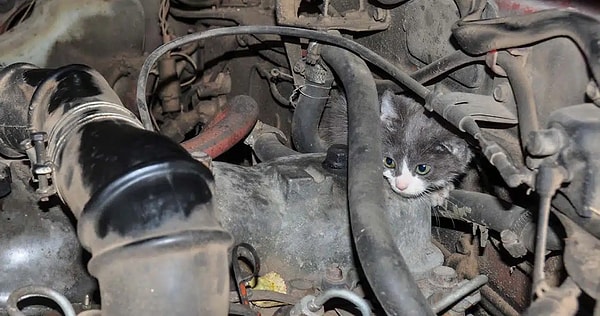 Özellikle araçların motor bölmesi veya tekerlek yuvaları, rüzgarın kesildiği ve dış etkenlerden korunaklı bir "koza" hissi verir.