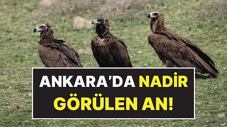Dünyanın En Nadir Kuş Türlerinden Biri Ankara’da Sürü Halinde Görüntülendi