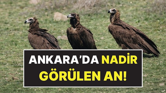 Dünyanın En Nadir Kuş Türlerinden Biri Ankara’da Sürü Halinde Görüntülendi