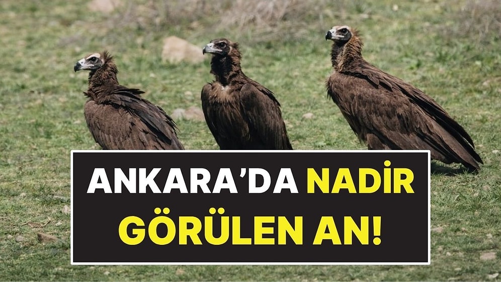 Dünyanın En Nadir Kuş Türlerinden Biri Ankara’da Sürü Halinde Görüntülendi