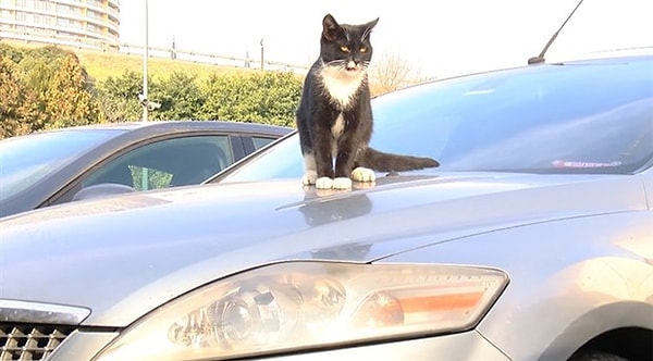 Araba kaputları, kedilerin boyuna göre oldukça geniş, düz ve genellikle temiz alanlardır.