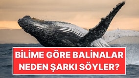 Bilime Göre Balinalar Neden Şarkı Söyler?