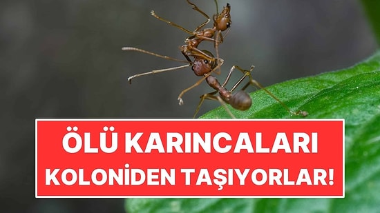 Karıncalar Neden Ölü Karıncaları Koloniden Uzaklaştırır?