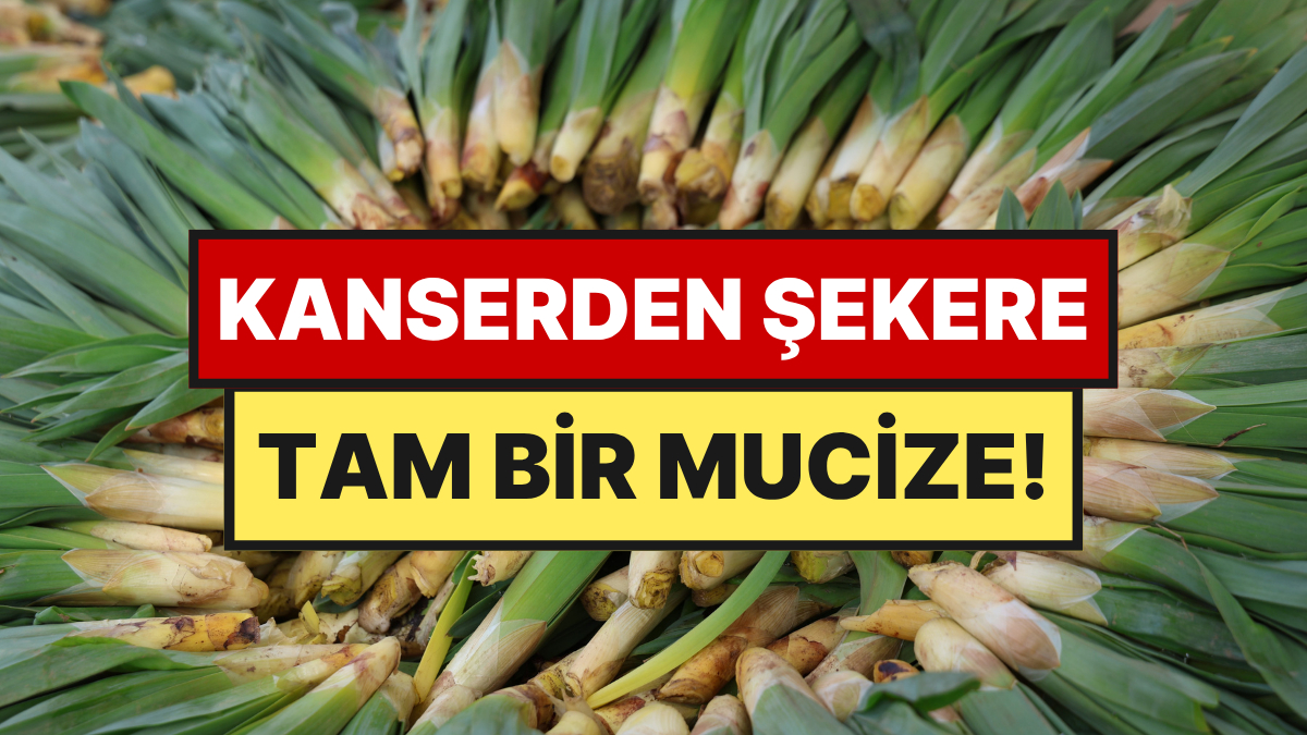 Dağların "Doğal Antibiyotiği" Tezgaha İndi: Kilosu 100 Liradan Satılıyor