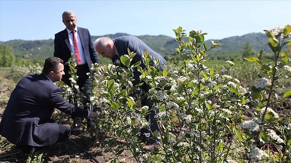 Kırklareli ve Yalova illeri modern üretim altyapılarıyla aronya tarımının merkezi haline geliyor