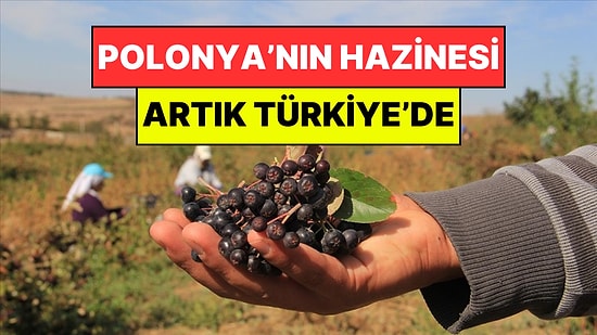 Türkiye Tarımında Yeni Dönem: Polonya’nın "Siyah Altını" Anadolu Topraklarında Hayat Buluyor