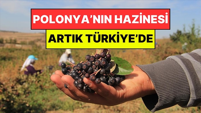 Türkiye Tarımında Yeni Dönem: Polonya’nın "Siyah Altını" Anadolu Topraklarında Hayat Buluyor