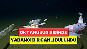 Okyanusun En Derin Noktasında Rekorluk Keşif: Tanımlanamayan Bir Canlı Bulundu