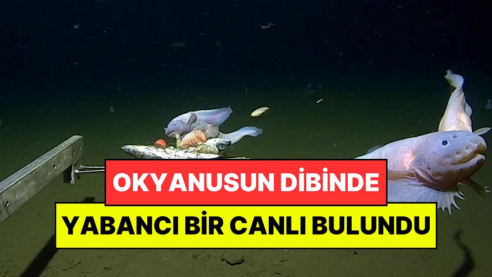 Okyanusun En Derin Noktasında Rekorluk Keşif: Tanımlanamayan Bir Canlı Bulundu