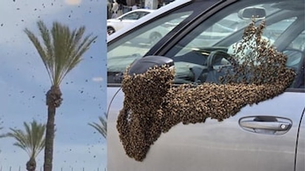 Kent merkezi yoğun arı istilası nedeniyle tahliye edildi