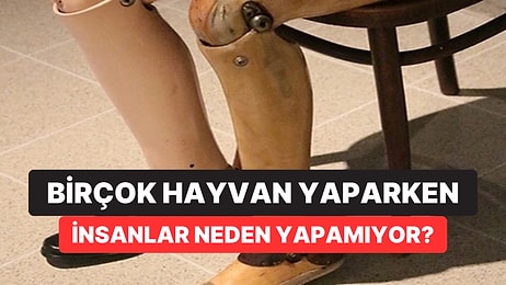 İnsanlar Neden Uzuv Yenileyemiyor? Bilim İnsanları “Anahtar”ı Oksijende Bulmuş Olabilir