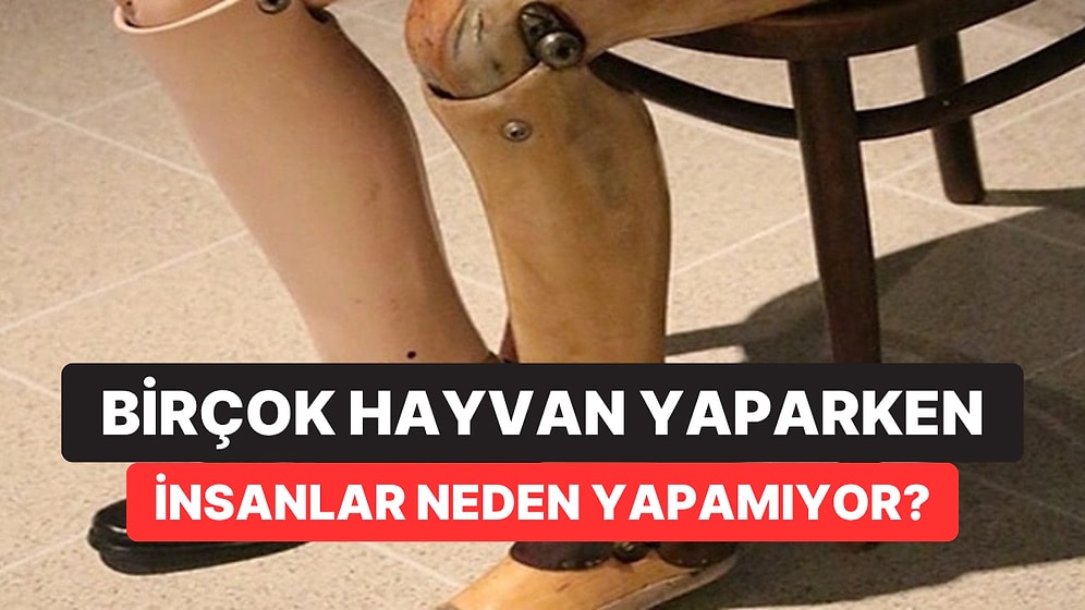 İnsanlar Neden Uzuv Yenileyemiyor? Bilim İnsanları “Anahtar”ı Oksijende Bulmuş Olabilir