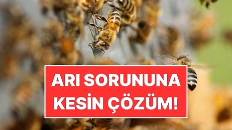 Evde ve Bahçede Arı Sorununa Son: 1 Küçük Hamle Yetiyor