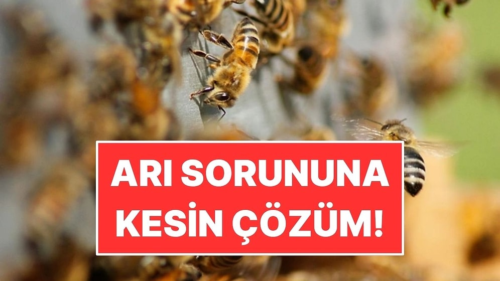 Evde ve Bahçede Arı Sorununa Son: 1 Küçük Hamle Yetiyor
