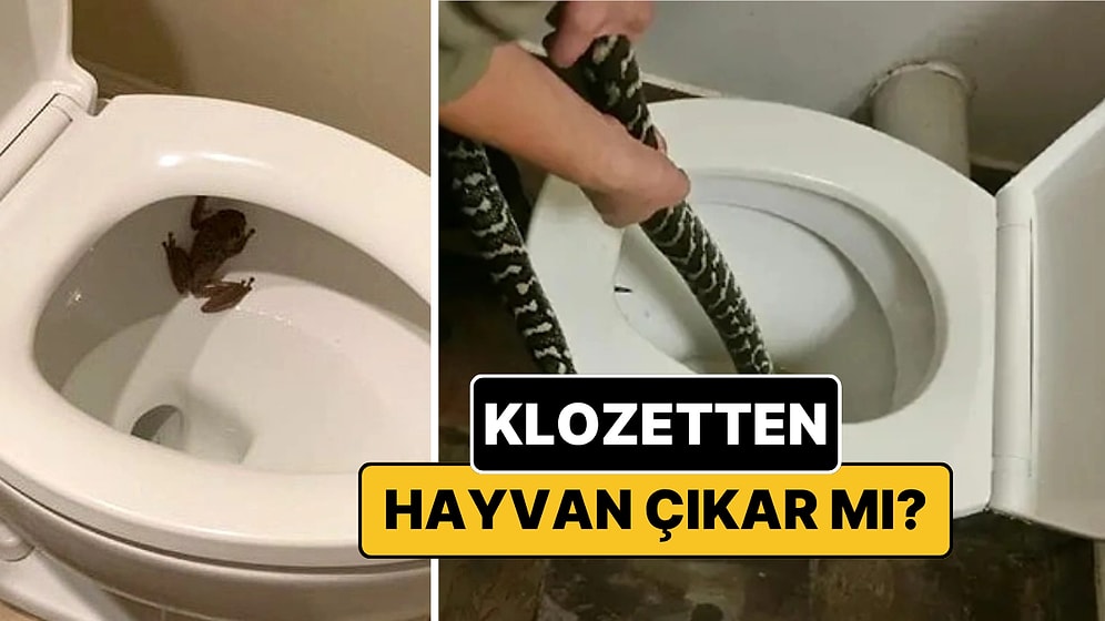 Tuvaletinizden Çıkabilecek 5 Hayvan
