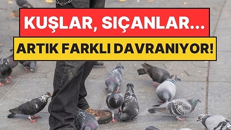 Şehirde Yaşayan Hayvanlar Artık Eskisi Gibi Davranmıyor! Sebebi Şaşırtıcı