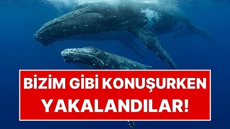 Bilim İnsanları Balinaları İnsanlar Gibi Konuşurken Yakaladı