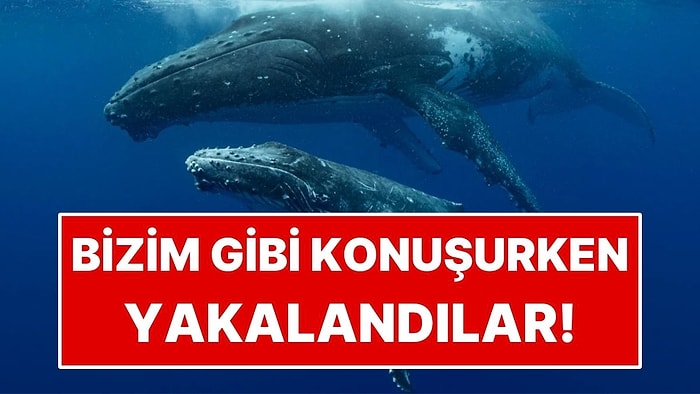 Bilim İnsanları Balinaları İnsanlar Gibi Konuşurken Yakaladı