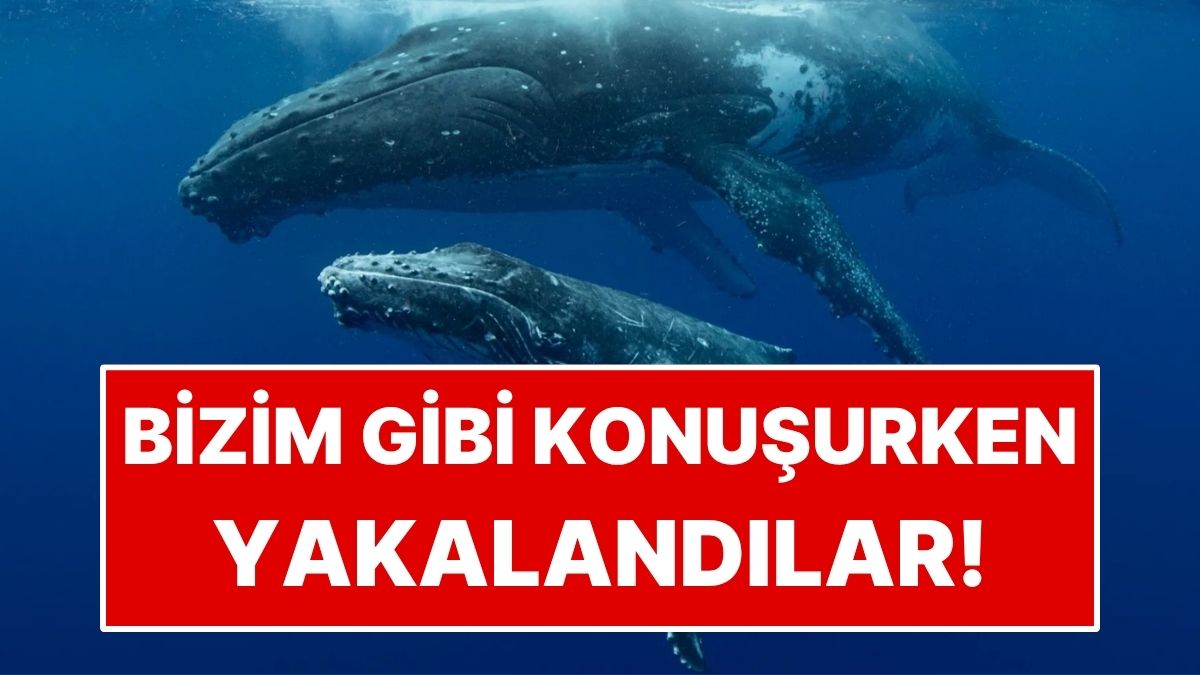 Bilim İnsanları Balinaları İnsanlar Gibi Konuşurken Yakaladı