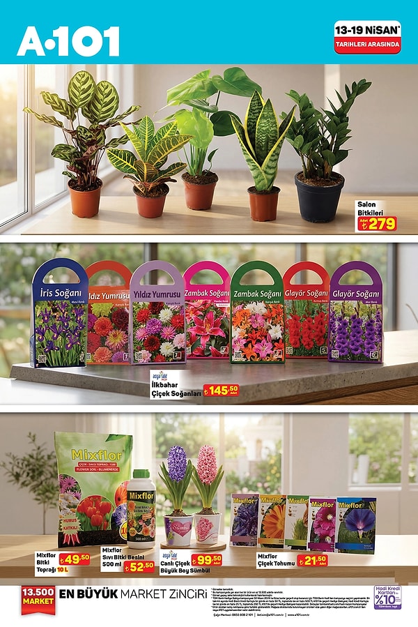 Salon Bitkileri 279 TL