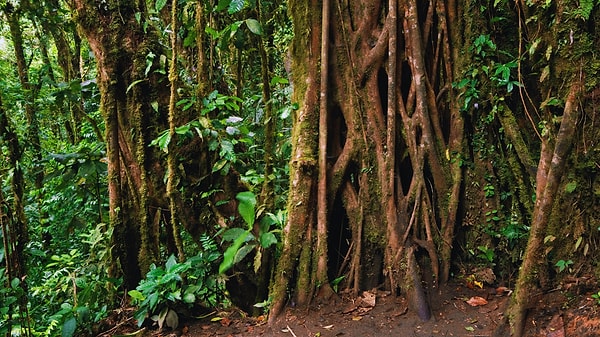 Araştırmacılar 169 ağacı inceledi, ortak tuvalet olarak kullanılan yalnızca 11 nokta buldu.