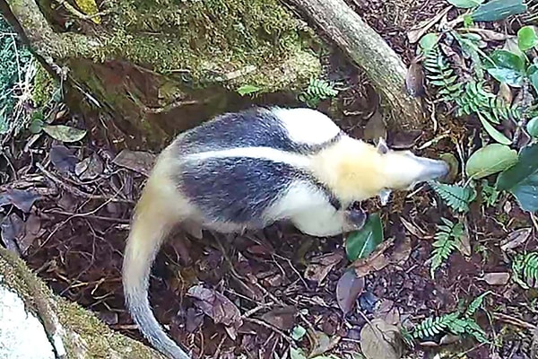 Tek noktaya 17 farklı memeli türünün uğradığı görüldü.