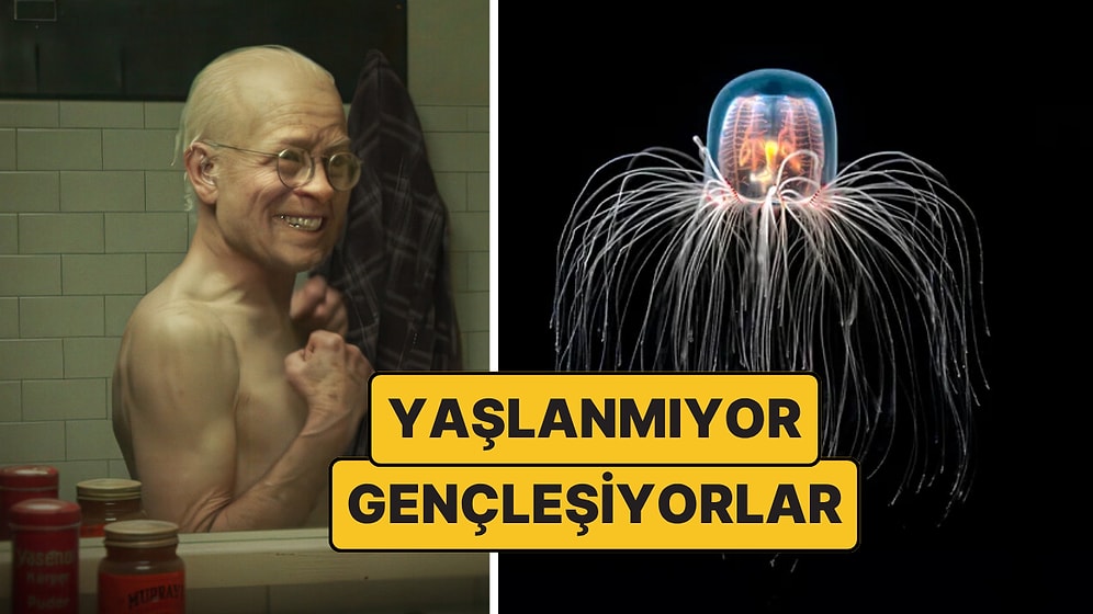 Yaşlanmaya Meydan Okuyan Canlı Turritopsis Dohrnii: Ölümsüz Denizanası