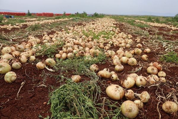 Sınırın sıfır noktasında üretilen Hatay soğanı, sadece Türkiye’nin 81 iline değil, sınırları aşarak yurt dışına da ihraç ediliyor.