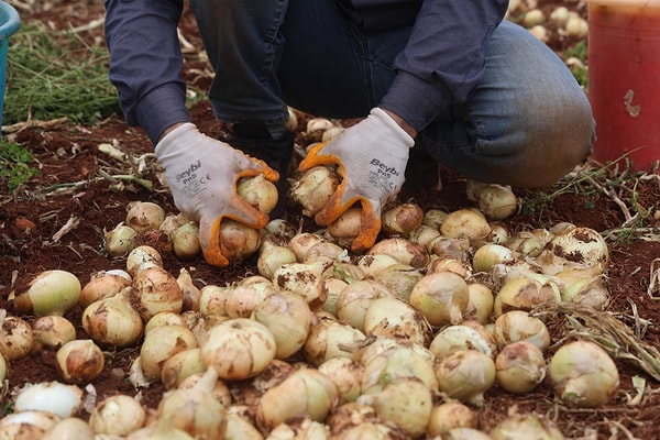 Piyasadaki fiyat dengesizliğine dikkat çeken Reşit Kaya, yetkililere seslenerek üretici ve tüketici arasındaki köprünün sağlamlaştırılmasını istedi.