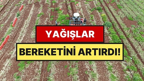 Tarladan Sofraya 25 TL, Hedef Dünya Pazarı: Yağışlar Bereketi İkiye Katladı!