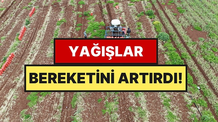 Tarladan Sofraya 25 TL, Hedef Dünya Pazarı: Yağışlar Bereketi İkiye Katladı!