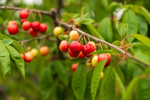 Şehzadeler ilçesine bağlı Sancaklı İğdecik ve çevre mahallelerde yetişen yılın ilk kirazı, üretici Yusuf Bakan tarafından pazara getirildi.