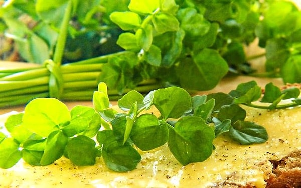 Adından da anlaşılacağı gibi su teresi, doğal su kaynaklarının çevresinde ve nemli bölgelerde kendiliğinden yetişebiliyor.