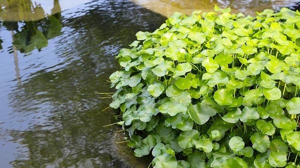 Nasıl Tüketilmeli?
