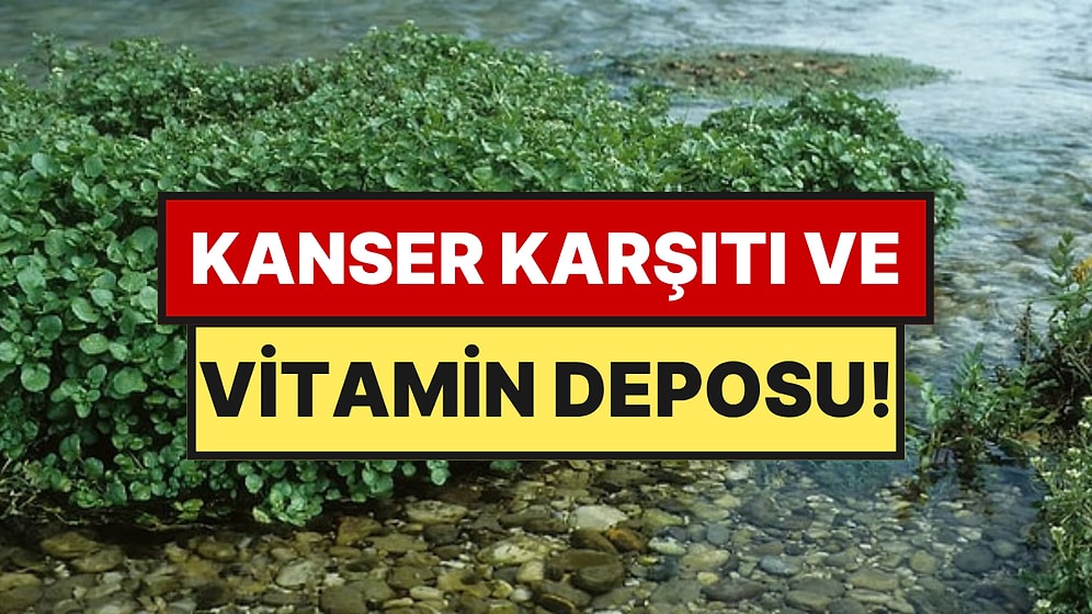 Dünyanın En Sağlıklı Yeşilliği Seçildi, Yol Kenarında Kendiliğinden Yetişiyor