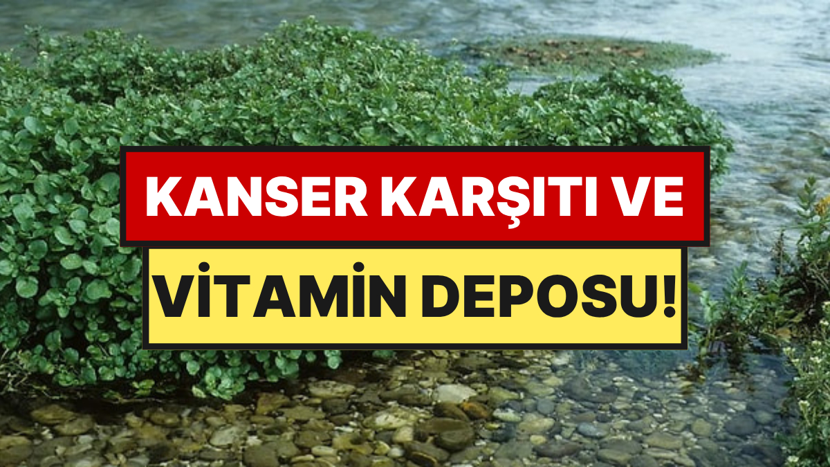 Dünyanın En Sağlıklı Yeşilliği Seçildi, Yol Kenarında Kendiliğinden Yetişiyor