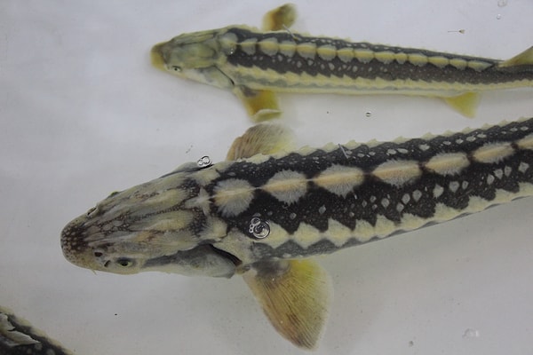 Amasya’daki tesiste yapay dölleme yoluyla çoğaltılan ve geçen yıl boyları büyütülen yavrular için geri sayım başladı.