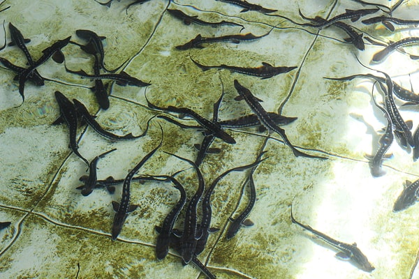 Mersin balığının bu kadar değerli olmasının sebebi, 6. yıldan itibaren üretilebilen ve dünya mutfağının en pahalı ürünlerinden biri olan siyah havyarı.