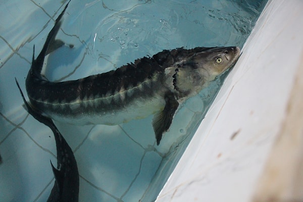 Karadeniz'e salınacak balıkların takibi için üzerlerine telefon numarası bulunan çipler takılacağını belirten Vali Bakan, şunları söyledi: