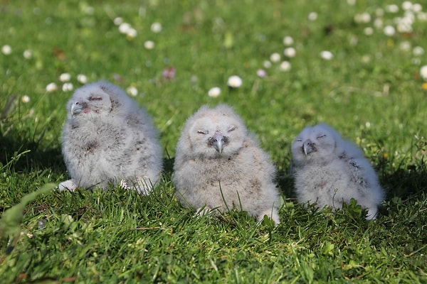 Bu yıl 4 yumurtadan 3 sağlıklı yavrunun çıktığını belirten Karakaya, minik yavrulara "Pamuk, Ateş ve Pusu" isimlerini verdi.