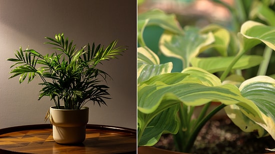 Plants Apparently Emit Ultrasonic Sounds When Under Stress!