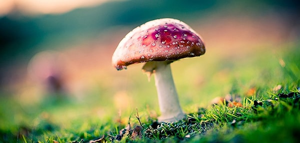 Bioluminescence: Relatives that Glow in the Dark