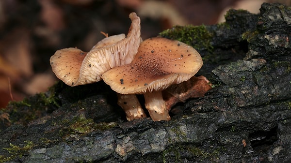 How Does the Hidden Network Beneath the Soil Operate?