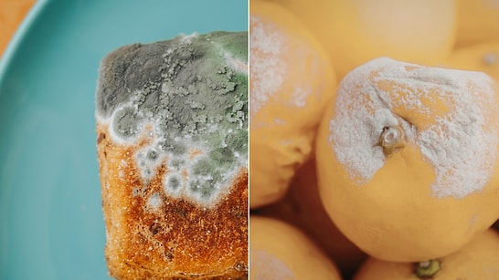 Mold Isn’t Always the Enemy: Which Moldy Foods Are Healing, and Which Are Toxic?