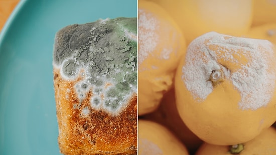 Mold Isn’t Always the Enemy: Which Moldy Foods Are Healing, and Which Are Toxic?