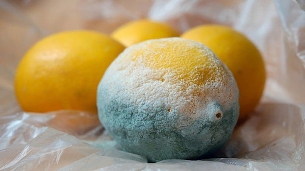 Mold is a microscopic fungus that develops on plant-based or animal-derived foods.